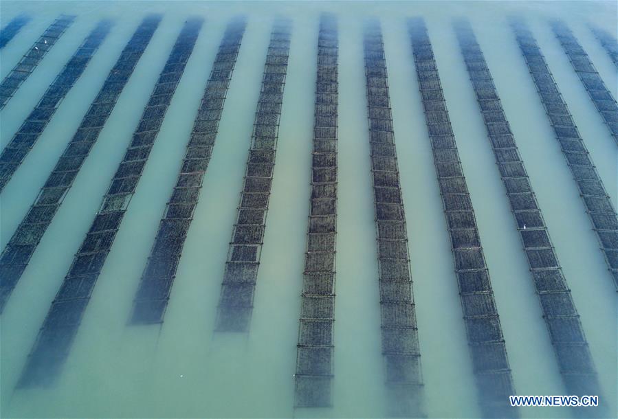 Pescadores recolectan algas marinas en Fujian