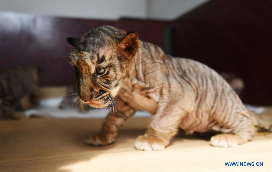 Centro de cría de tigres siberianos ve nacer 98 cachorros en 2018