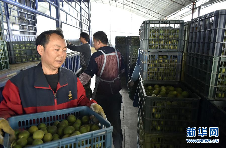 El mangostino se convierte en la “fruta de la riqueza”