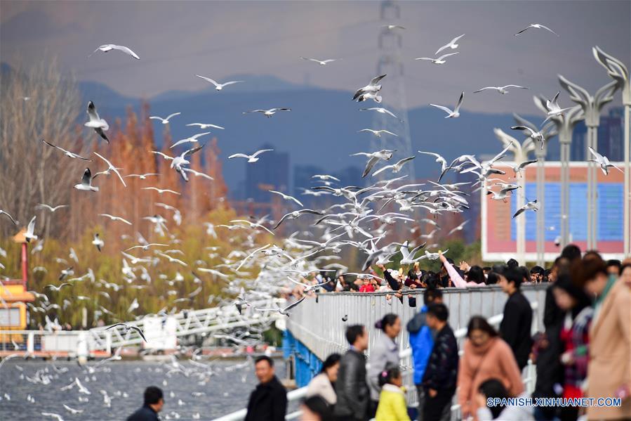 Gaviotas de cabeza negra en presa Haigeng, en Kunming