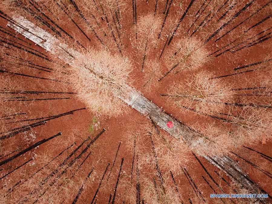 Vista aérea del paisaje de un bosque tras nevada en Jiangsu