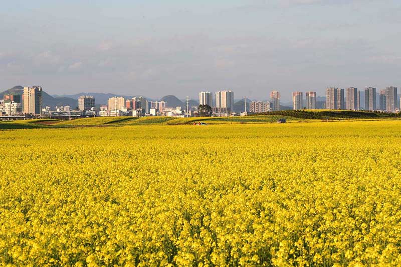 Los edificios altos y las monta?as contrastan con un hermoso campo en el condado Luoping, que se volvió amarillo debido a la floración de las flores de colza en la provincia de Yunnan, suroeste de China. [Foto por Mao Hong / para chinadaily.com.cn]