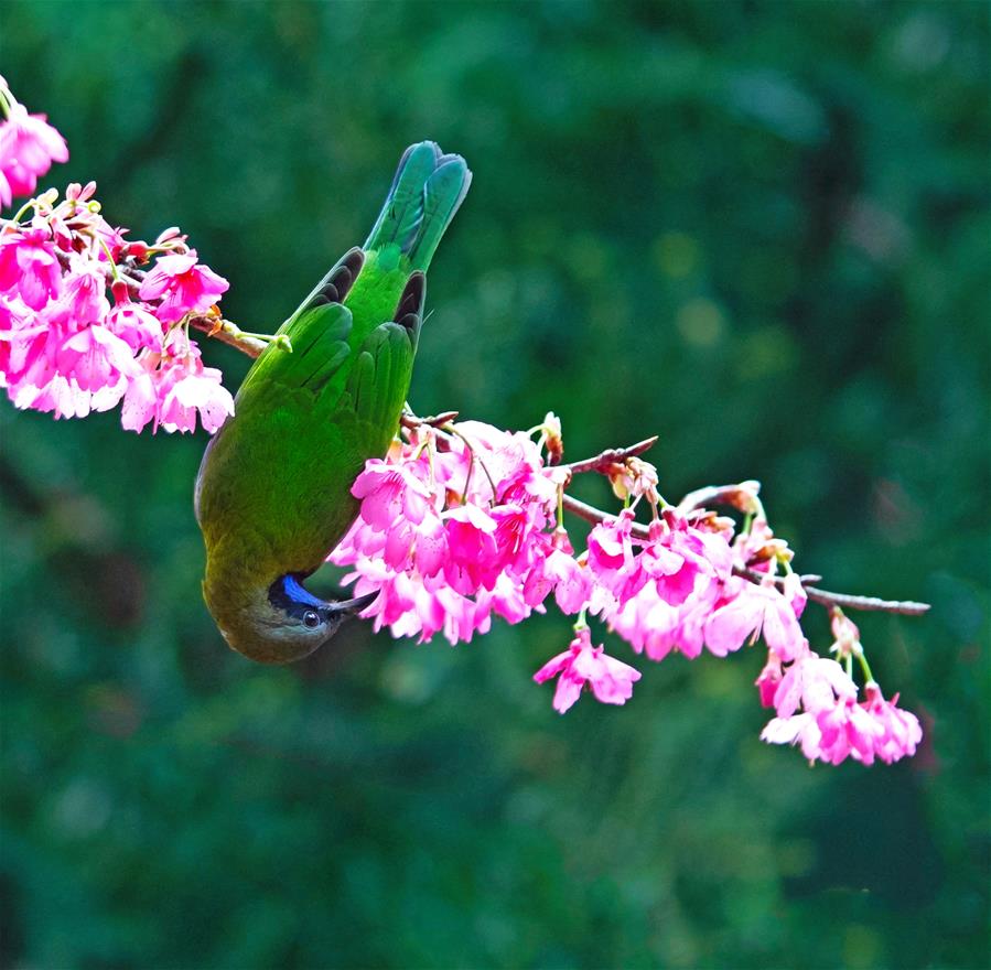 Pájaros y flores de cerezo