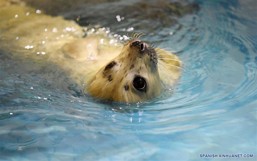 Cachorro de foca en Harbin