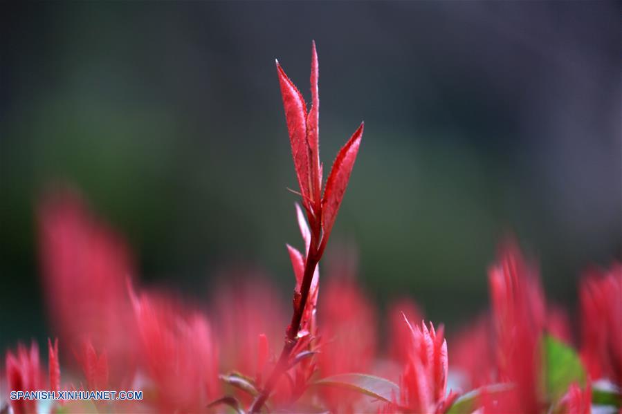 Vista de las hojas de primavera en el parque urbano Tongxin en Bijie, Guizhou