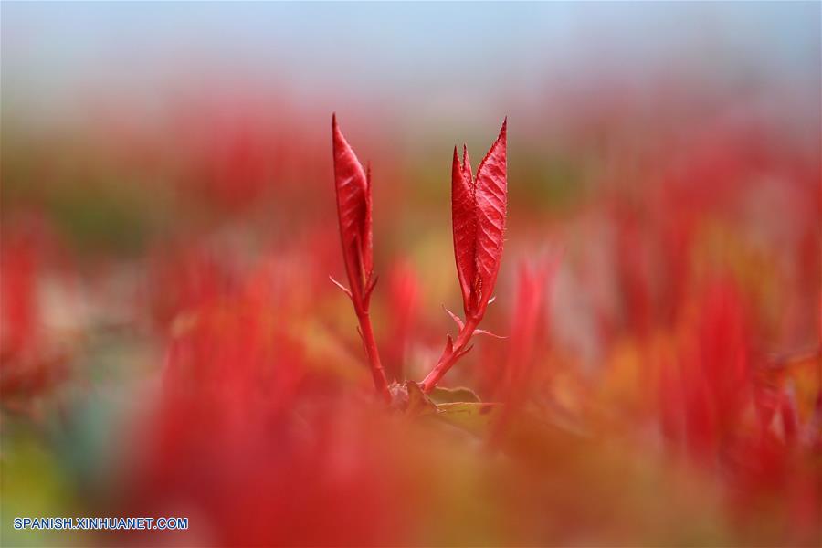 Vista de las hojas de primavera en el parque urbano Tongxin en Bijie, Guizhou