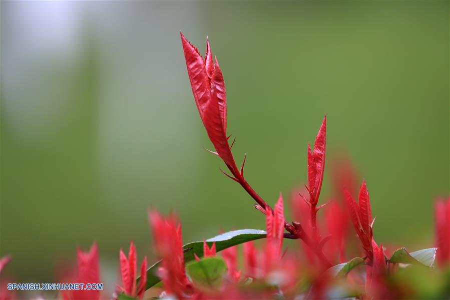 Vista de las hojas de primavera en el parque urbano Tongxin en Bijie, Guizhou