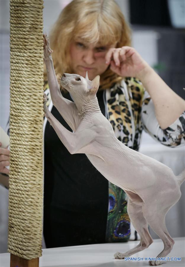 Exposición de gatos en Vancouver, Canadá