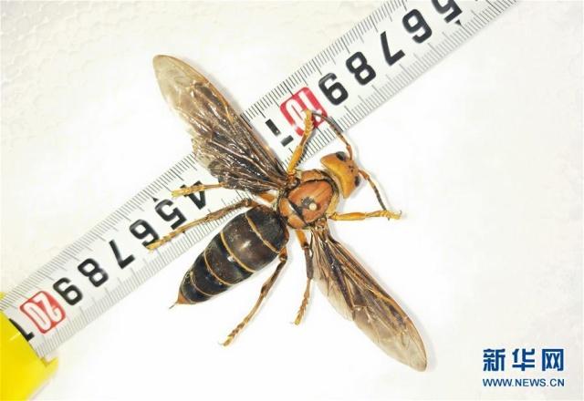 Avispón gigante encontrado en Yunnan podría ser el más grande del mundo