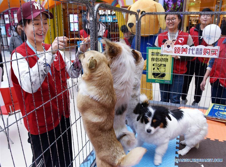 Campa?a de "adopción en vez de comprar" en Shandong