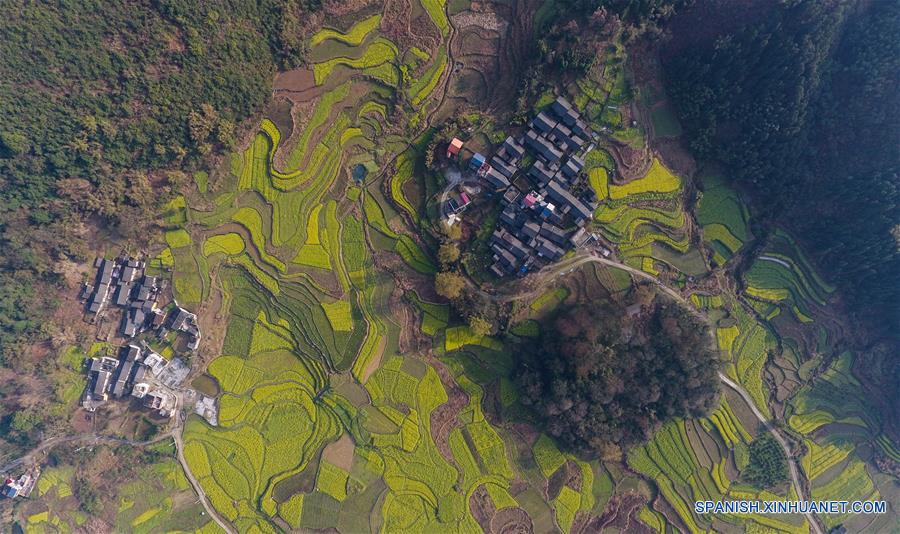 Campos de colza en Changfeng, Guangxi