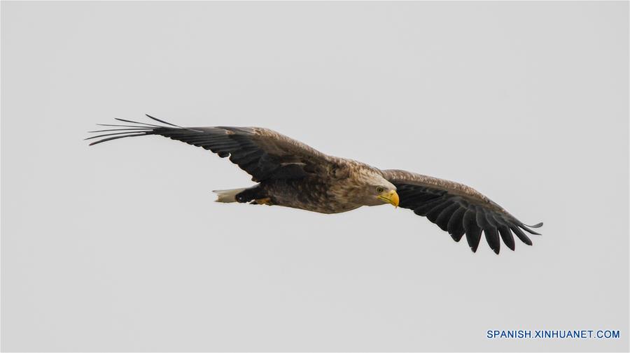 Humedal de Jingxin, hogar temporal para aves migratorias