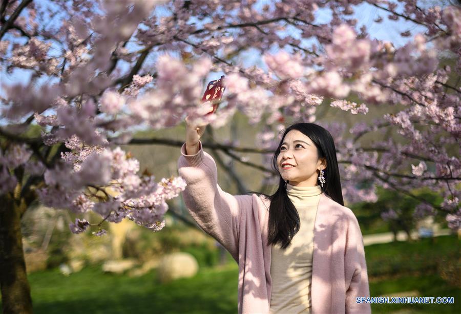 Flores de cerezo por el Lago Oeste, en Wuhan