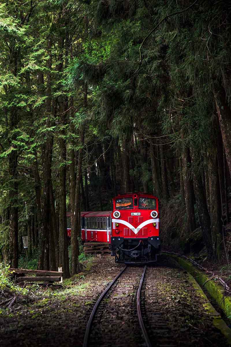 Un tren atraviesa un bosque en la monta?a Ali en Taiwán en septiembre de 2015. [Foto de Wang Tiancheng / chinadaily.com.cn]