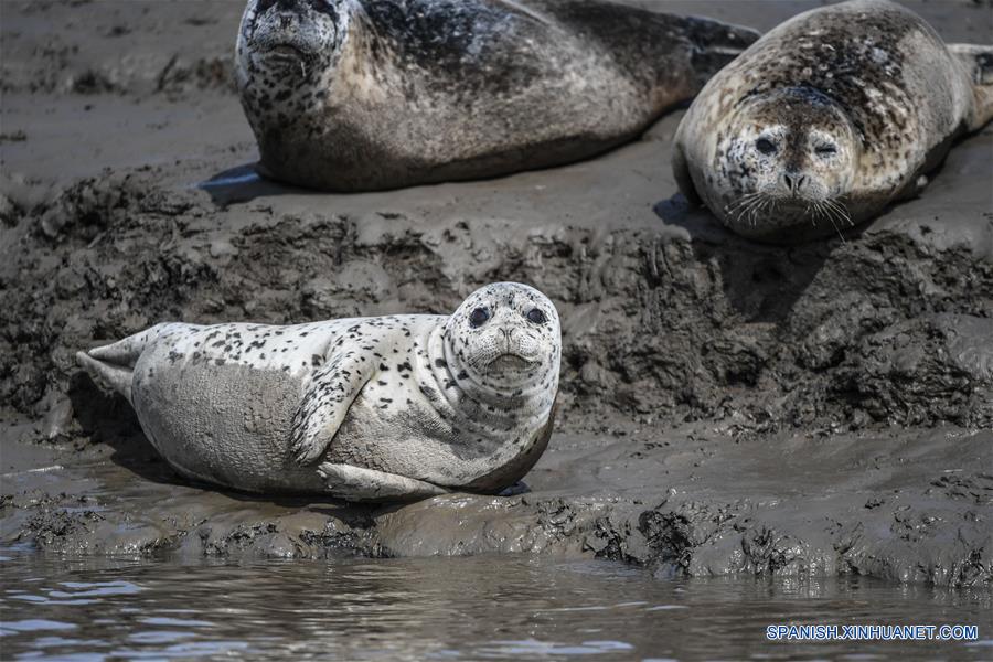 Focas en humedal costero en Liaoning