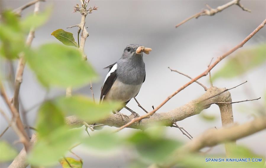 Pájaro en afueras de Agartala, India