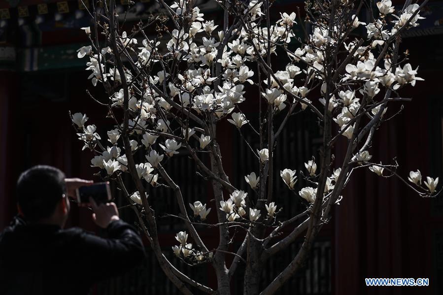 En fotos: flores de magnolia en el Museo de Palacio de Shenyang