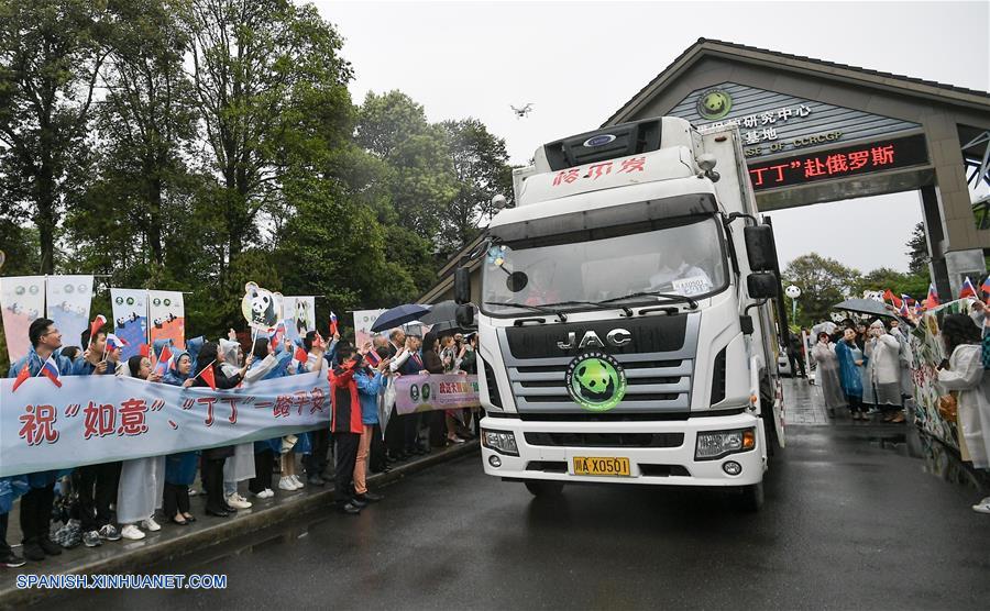 Pandas gigantes chinos viajan a Rusia