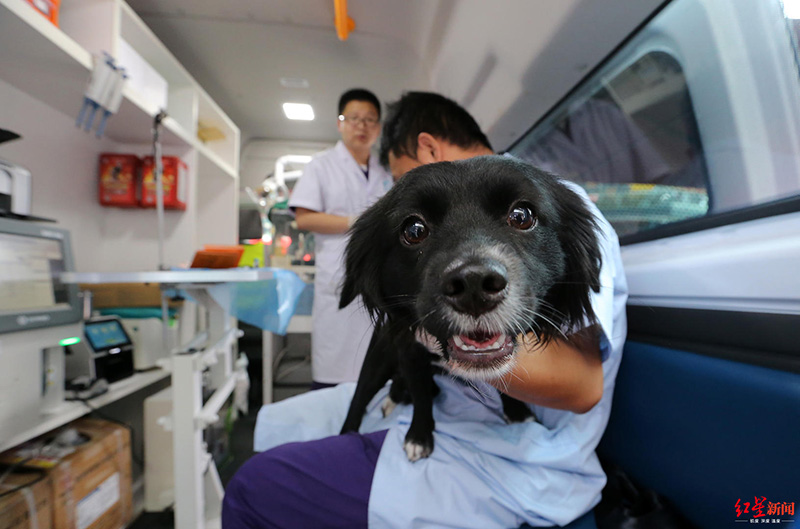 Nueva ambulancia veterinaria debuta en Chengdu