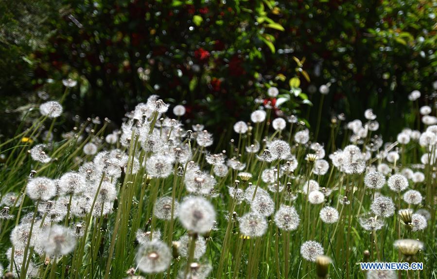 Norbu Lingka: el jardín del tesoro de Lhasa