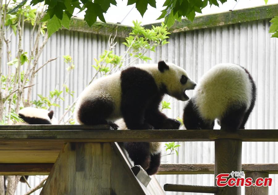 Cachorros de panda gigantes se divierten en el “jardín de la infancia”