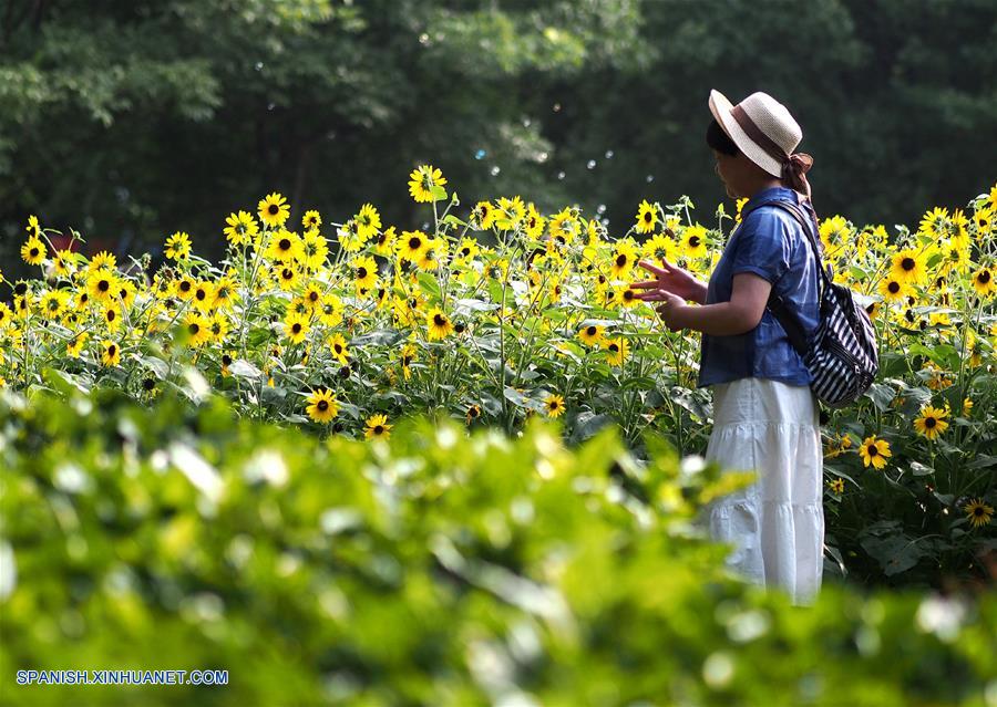 Girasoles en la Nueva Franja Jardín a Orillas del Río de Nanyuan de Shanghai