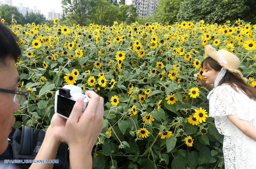 Girasoles en la Nueva Franja Jardín a Orillas del Río de Nanyuan de Shanghai