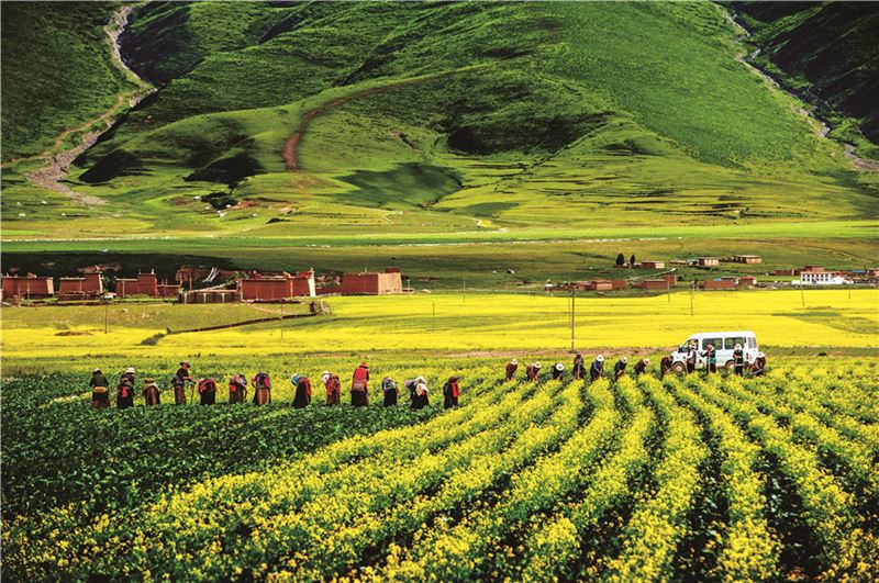 Los aldeanos trabajaron en los campos en las prefecturas autónomas Tibetana y Qiang de Aba en la provincia de Sichuan, el 16 de julio de 2016. Ellos han aumentado la producción mediante la mejora de las técnicas de cultivo con la ayuda de funcionarios de alivio de la pobreza. [Foto de Zhao Yuanping / para China Daily]