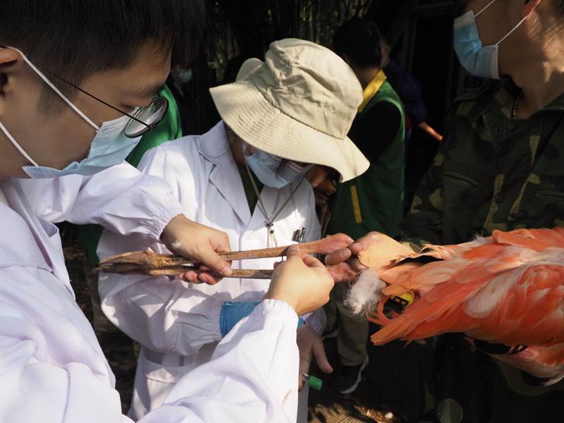 Personal del Zoológico de Wuhan revisa los flamencos y les proporciona vacunas. [Foto: proporcionada a China Daily]