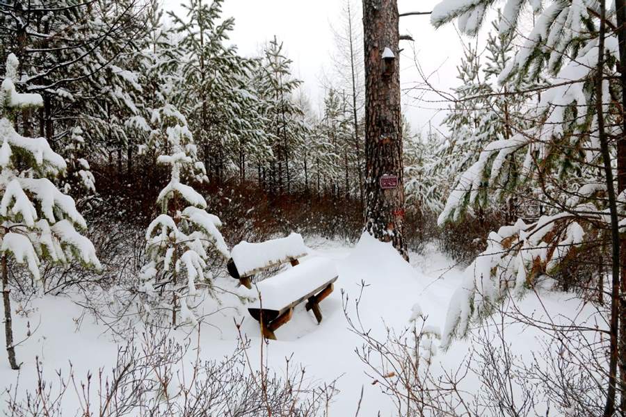 Después de las fuertes nevadas, la escarcha de los árboles convirtió el distrito Huzhong en un paisaje de ensue?o. [Foto de Feng Hongwei / para chinadaily.com.cn]