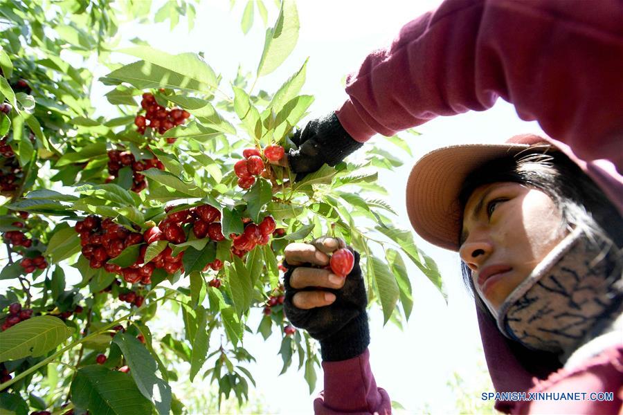 SANTIAGO, 18 diciembre, 2019 (Xinhua) -- Imagen del 5 de diciembre de 2019 de un agricultor recolectando cerezas en la Finca Chicauma, en la comuna de Lampa, en Santiago, Chile. El 88 por ciento de las cerezas chilenas de exportación se enviaron a China en la temporada 2018/2019, lo que convirtió al país asiático en el principal destino de la fruta, un fenómeno que, según la Asociación de Exportadores de Frutas de Chile, se mantendría en 2020 con cifras históricas. (Xinhua/Jorge Villegas) 