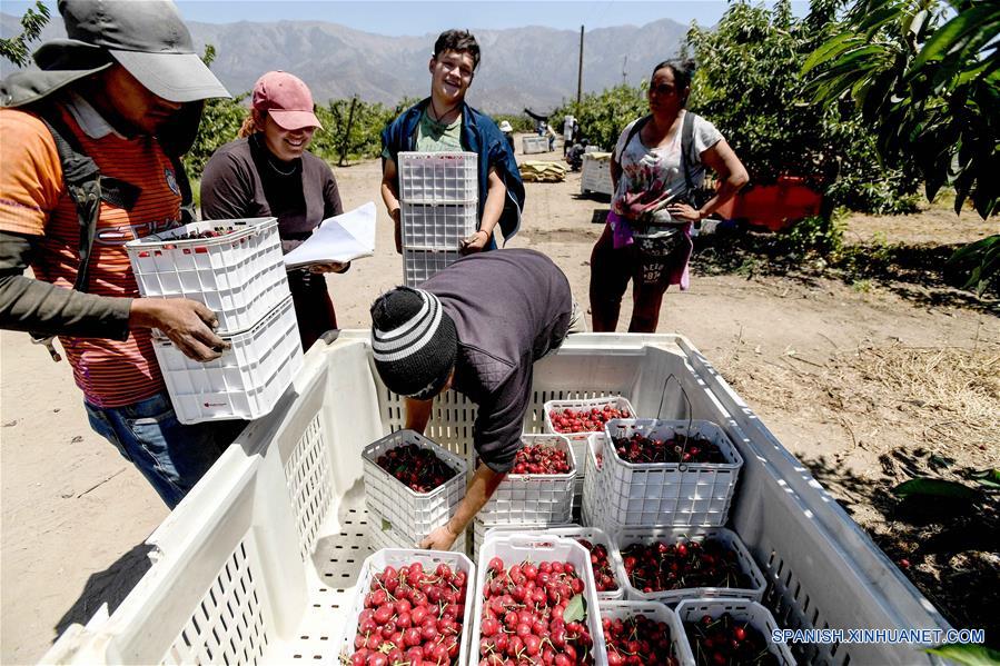 Imagen del 5 de diciembre de 2019 de agricultores transportando cajas de cerezas en la Finca Chicauma, en la comuna de Lampa, en Santiago, Chile. El 88 por ciento de las cerezas chilenas de exportación se enviaron a China en la temporada 2018/2019, lo que convirtió al país asiático en el principal destino de la fruta, un fenómeno que, según la Asociación de Exportadores de Frutas de Chile, se mantendría en 2020 con cifras históricas. (Xinhua/Jorge Villegas) 