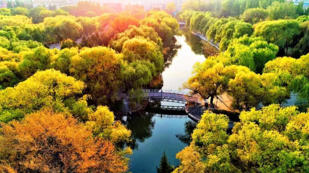 Tanto en sus zonas céntricas como en las reservas suburbanas naturales, Hohhot se cubre de espléndidos tonos dorados. [Foto: proporcionada a China Daily]