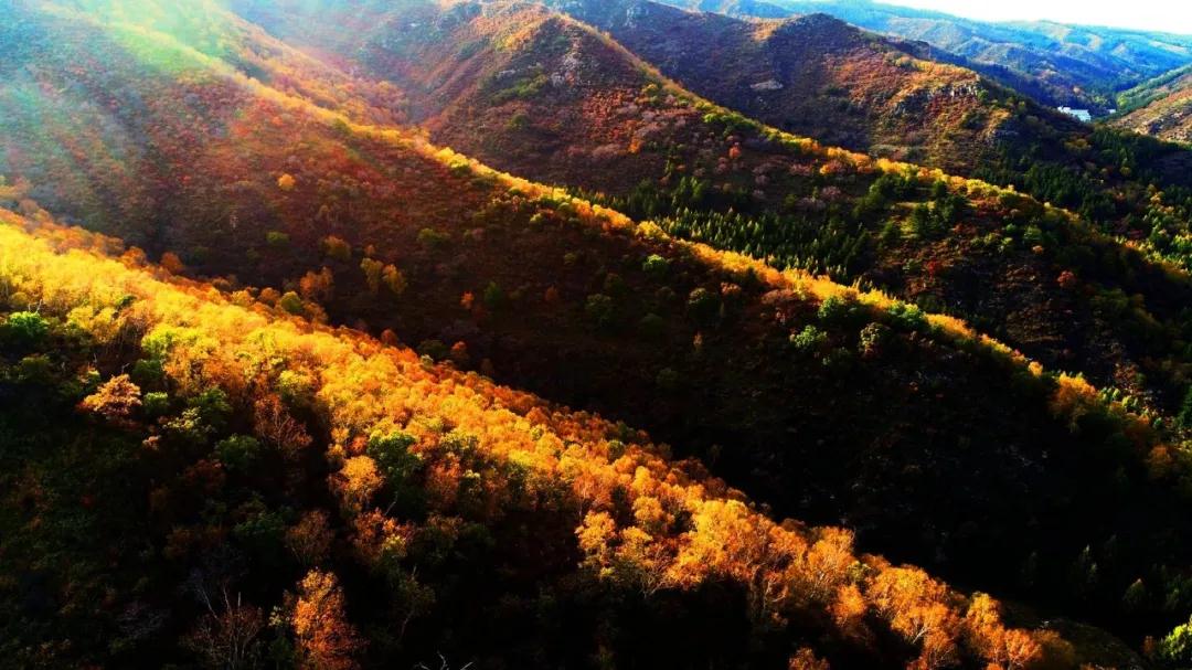 Tanto en sus zonas céntricas como en las reservas suburbanas naturales, Hohhot se cubre de espléndidos tonos dorados. [Foto: proporcionada a China Daily]