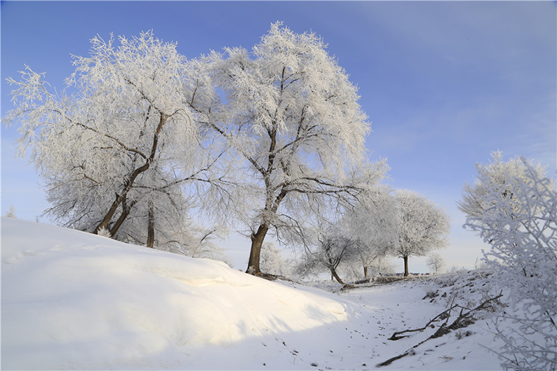 El hielo escarchado en los árboles crea un paisaje natural inusual, convirtiendo el condado Huma de la región de Daxinganling, provincia de Heilongjiang, en un paisaje de ensue?o. [Foto de Shi Yuhai / para chinadaily.com.cn]