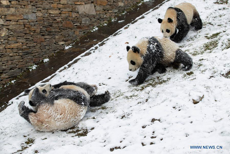 Pandas gigantes juegan después una nevada en la Reserva Natural Nacional de Wolong