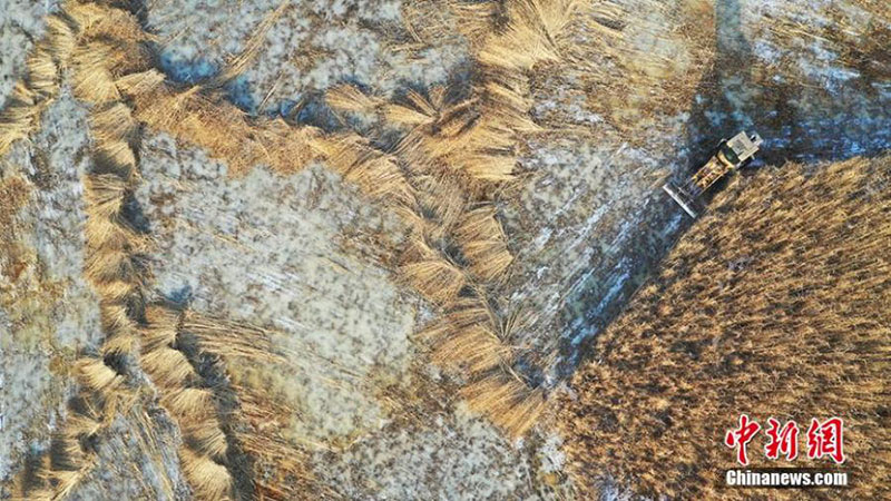 Comienza la cosecha de juncos en el lago Bosten en Xinjiang