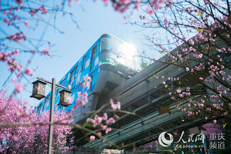 Los trenes circulan rodeados de flores de primavera en Chongqing