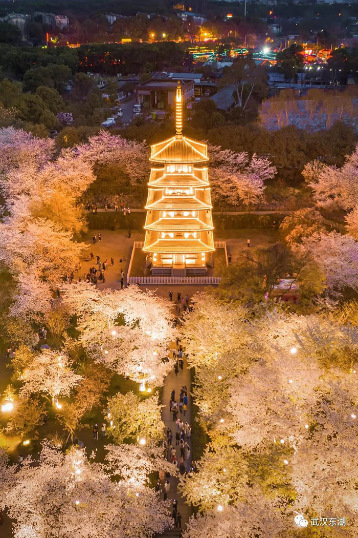 Con el calor de la primavera florecen los cerezos en Wuhan