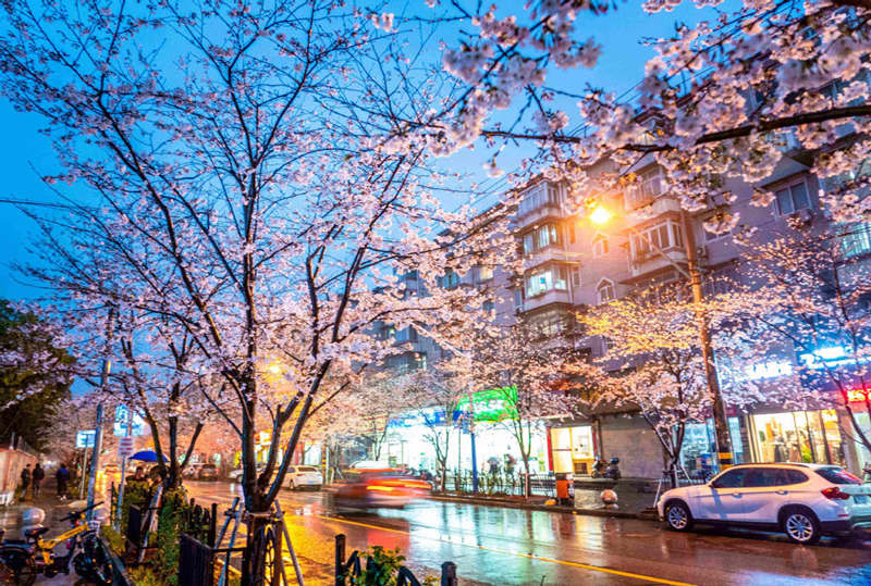 Cerezo en flor de la avenida Yongle, distrito Baoshan, Shanghai. [Foto: proporcionada a China Daily]