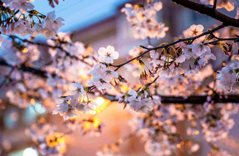 Cerezo en flor de la avenida Yongle, distrito Baoshan, Shanghai. [Foto: proporcionada a China Daily]