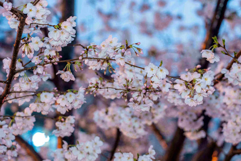 Cerezo en flor de la avenida Yongle, distrito Baoshan, Shanghai. [Foto: proporcionada a China Daily]