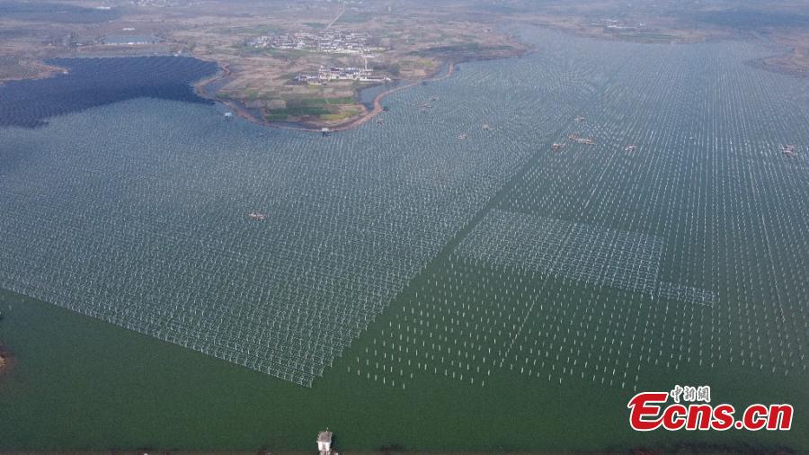 Proyecto sinérgico de recursos pesqueros y energía fotovoltaica actualmente en construcción en Anhui, China, 9 de marzo del 2021. (Foto: Servicio de Noticias de China)