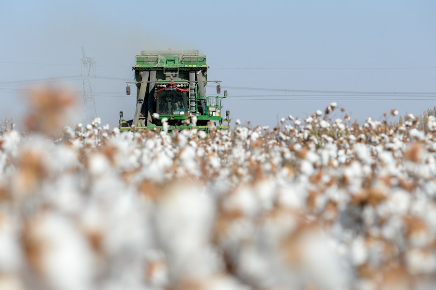 Un segador cosecha algodón en un campo en el condado de Manas, Región Autónoma de Xinjiang Uygur, 17 de octubre del 2020. (Foto: Xinhua/ Ding Lei)