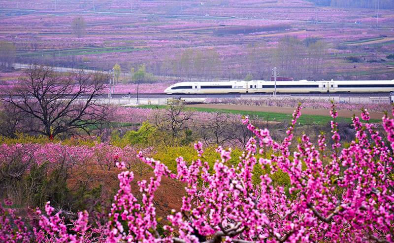 Un tren de alta velocidad pasa por los campos de flores en una sección de la vía férrea Qingdao-Yancheng. (Lyv Hengwei / Para chinadaily.com.cn)