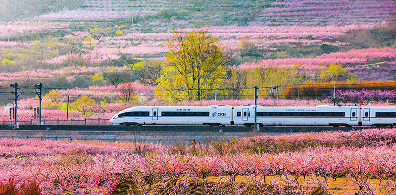 Un tren de alta velocidad pasa por los campos de flores en una sección de la vía férrea Qingdao-Yancheng. (Lyv Hengwei / Para chinadaily.com.cn)