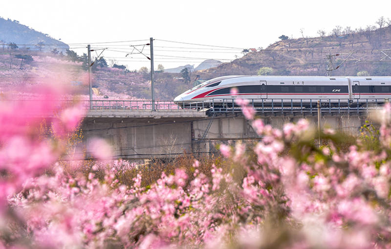 Un tren de alta velocidad pasa por los campos de flores en una sección de la vía férrea Qingdao-Yancheng. (Lyv Hengwei / Para chinadaily.com.cn)