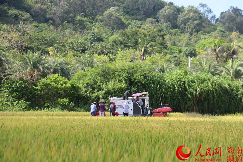 (Foto: cortesía de la sucursal en Sanya de China National Seed Group)