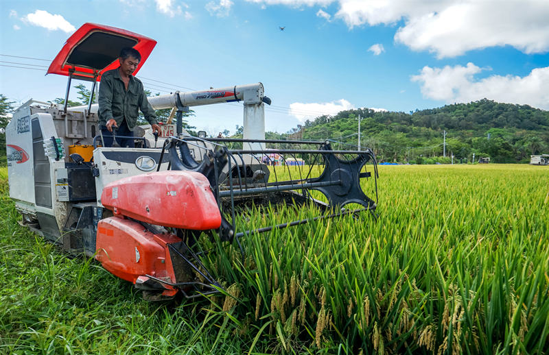 Nueva variedad híbrida altamente productiva se cultiva en los campos de demostración del Parque Nacional Paddy en Sanya, provincia de Hainan. [Foto: Wu Wei/ China Daily]