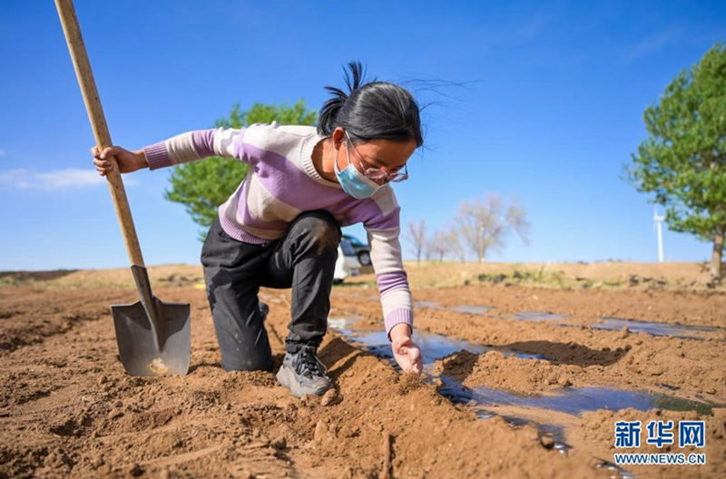 Unas hermanas jóvenes trabajan en el campo para ayudar a su padre enfermo 